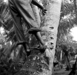 Een arbeider klimt in de palmentuin in Coronie in een palmboom om kokosnoten los, Bestanddeelnr 252-5693