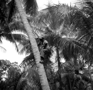 Een arbeider klimt in de palmentuin in Coronie in een palmboom om kokosnoten los, Bestanddeelnr 252-5691