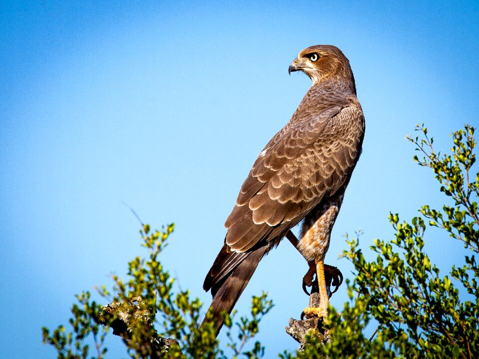 Bird animal south africa