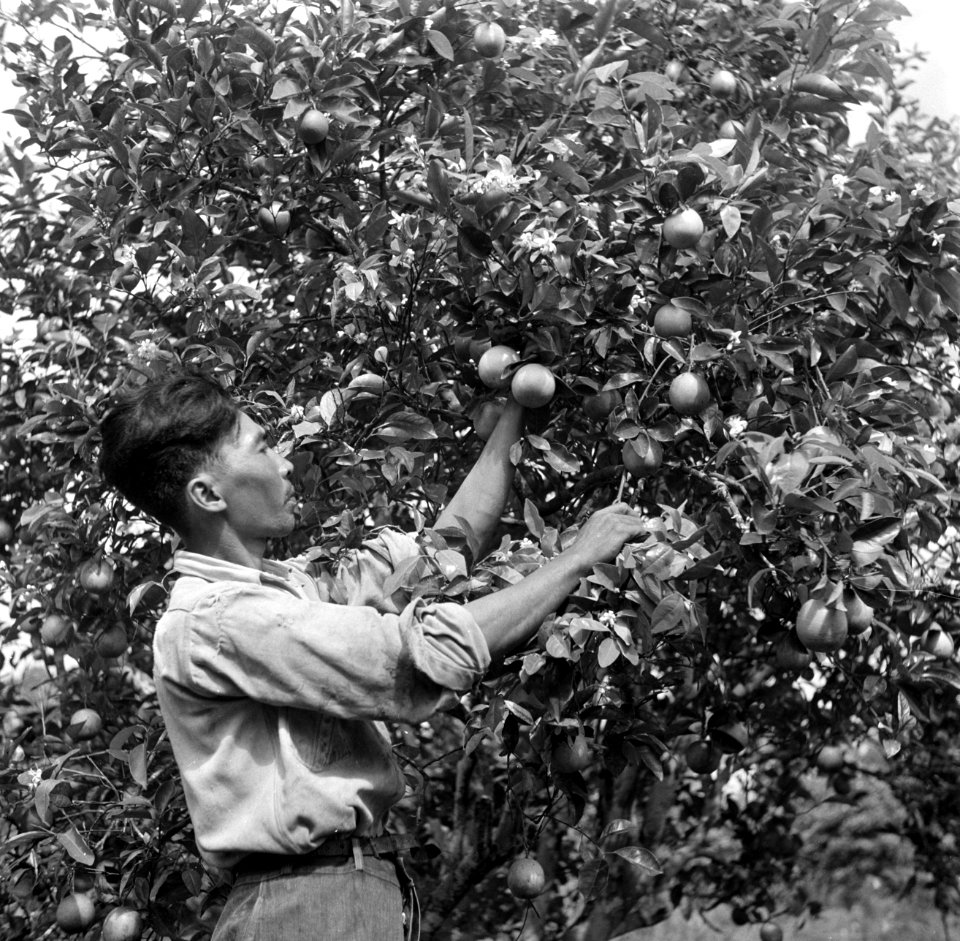 Een arbeider van boer Van Dijk bij het sinaasappels plukken, Bestanddeelnr 252-6447