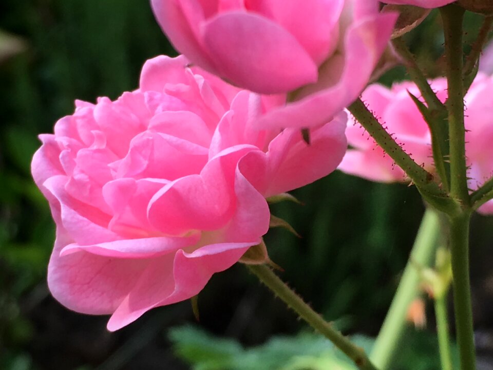 Rose blooms rose bloom roses