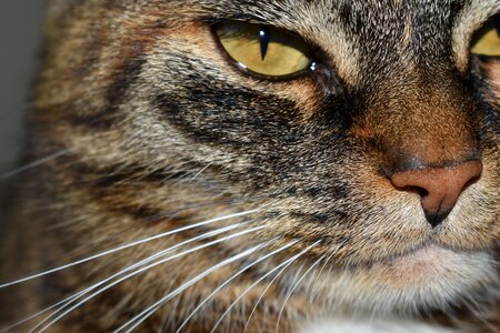 Cat's eyes close up mackerel photo