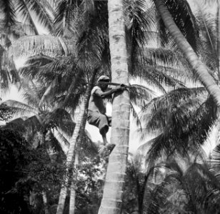 Een arbeider klimt in de palmentuin in Corinie in een palmboom om kokosnoten los, Bestanddeelnr 252-5690
