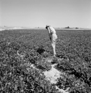 Een bewoonster van de kibboets Revivim in de Negevwoestijn bij een nieuwe aanpl…, Bestanddeelnr 255-3964