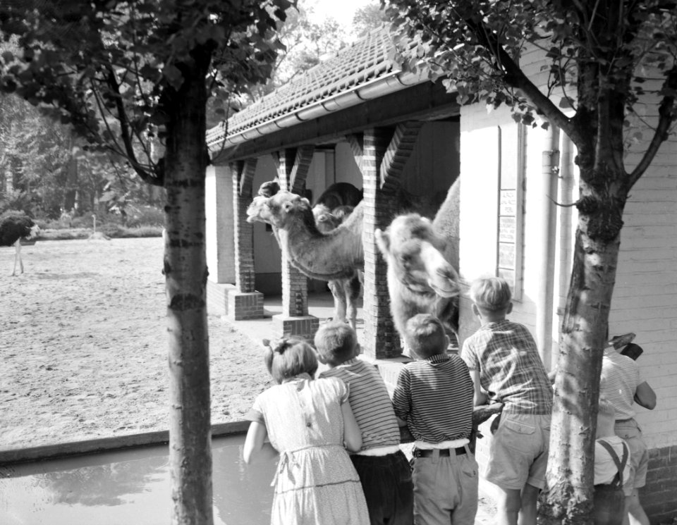 Een bezoek aan Artis, kinderen bij de kamelen, Bestanddeelnr 907-2805