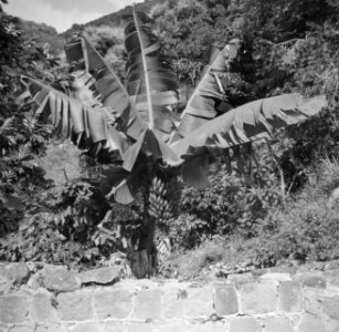 Een bananenboom op Saba, Bestanddeelnr 252-8265
