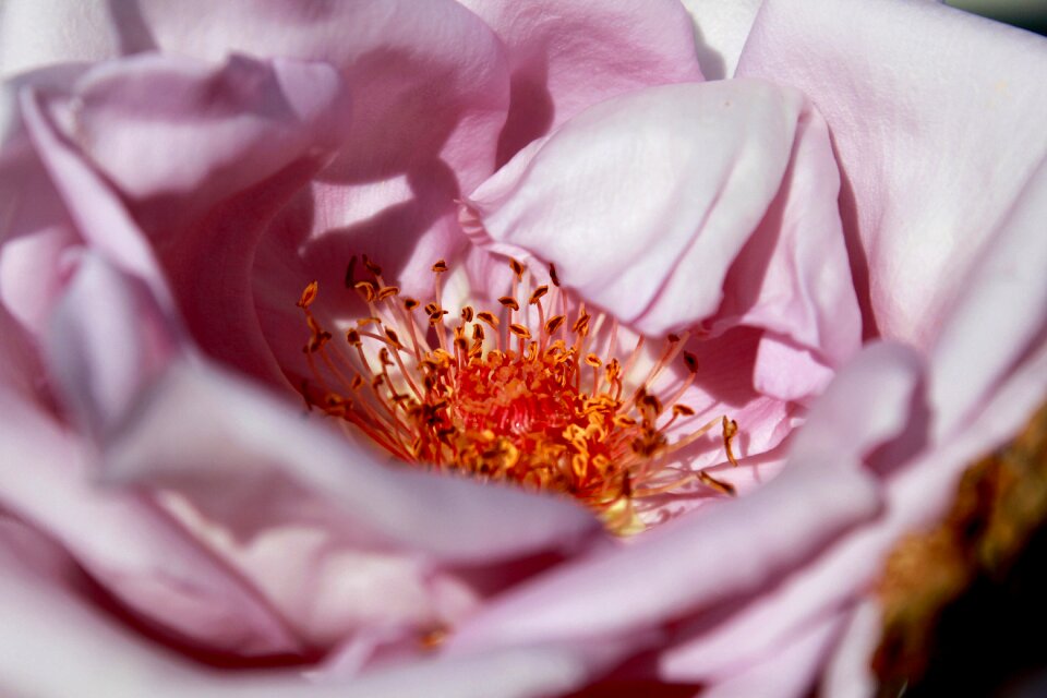 Rose blooms macro decoration