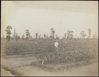 Een opzichter tussen de jonge aanplant van rubberbomen op de plantage Balang Ser, Bestanddeelnr 838 33