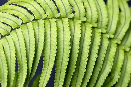 Leaf fern forest nature photo