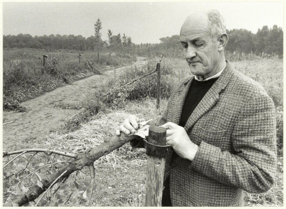 Een opzichter van het Reinaldapark bij een verziekte boom. NL-HlmNHA 54020925