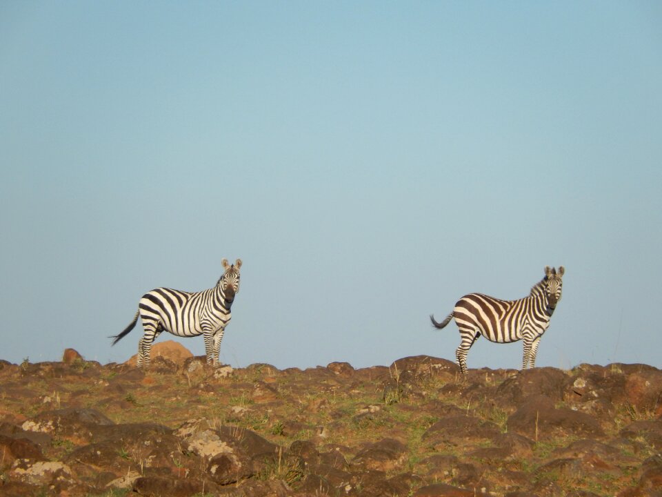 Wild live savanah pair
