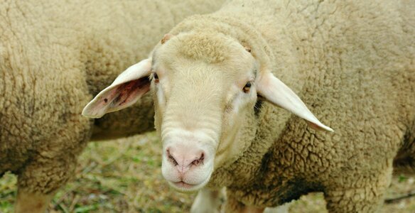 Pasture animal wool