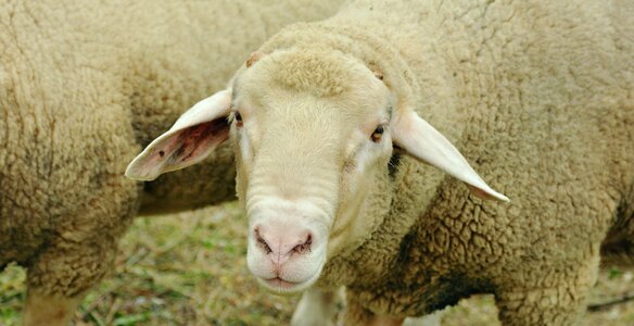 Pasture animal wool photo