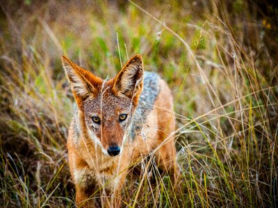 Wild wild animal steppe