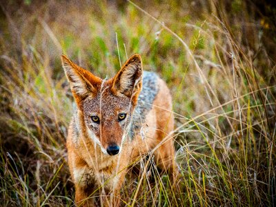 Wild wild animal steppe photo