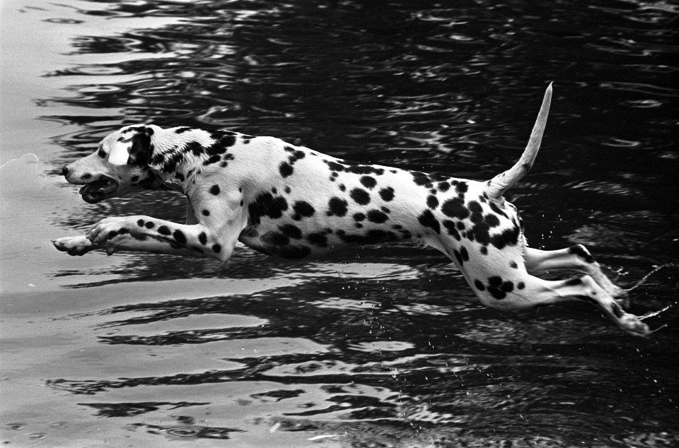 Een dalmatiër neemt een duik in de vijver van het Vondelpark, Bestanddeelnr 928-0476