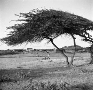 Een dividivi- of watapana-boom op Aruba, Bestanddeelnr 252-7970