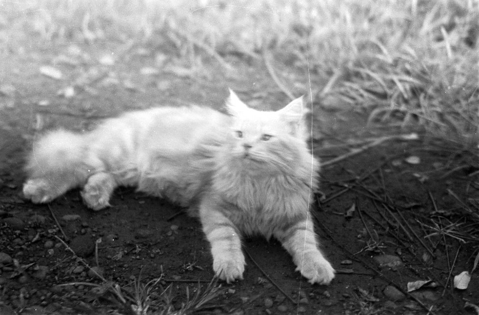 Een kat, Bestanddeelnr 6517