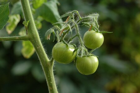 Vegetable vegetables planting