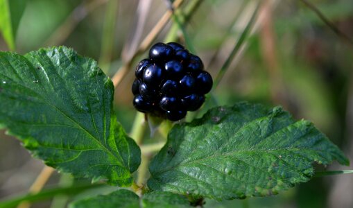 Berries rubus sectio rubus roses