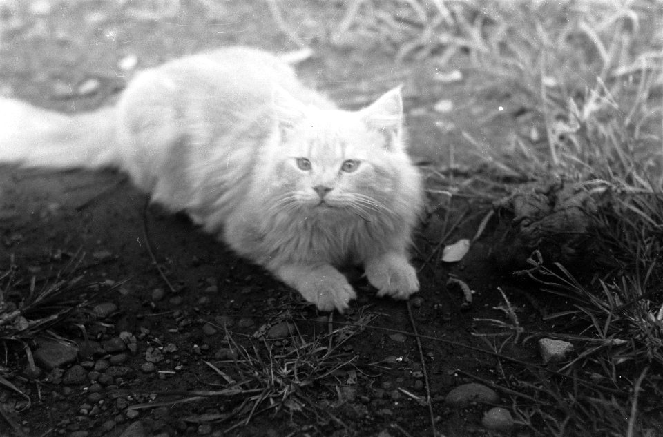Een kat, Bestanddeelnr 6519