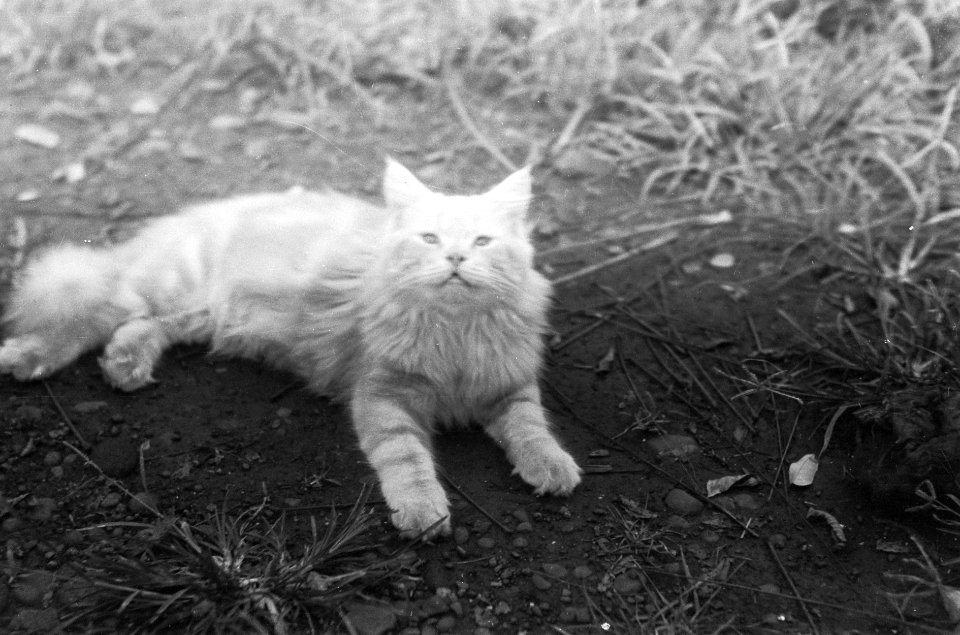 Een kat, Bestanddeelnr 6518