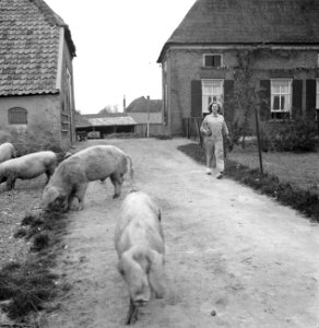 Een jonge vrouw in overall bij de varkens, Bestanddeelnr 252-1949