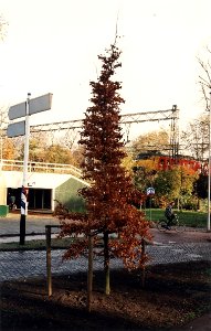 Een jong rood beukeboompje werd door burgemeester Jaap Pop geplant, als de stille getuige van het feit dat Haarlem gisteren, de 23ste november, 750 jaar geleden stadsrechten kreeg