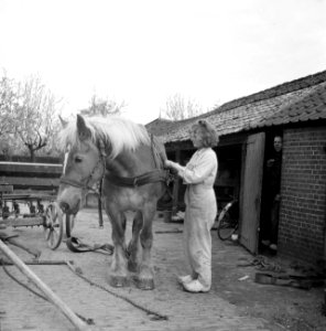 Een jonge vrouw in overall bij een paard, Bestanddeelnr 252-1947