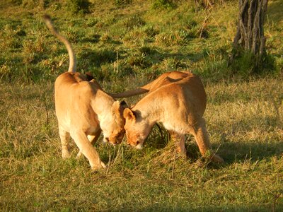 Lioness wildcat kenya