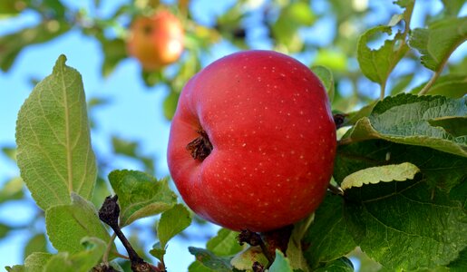 Delicious fruits apple tree
