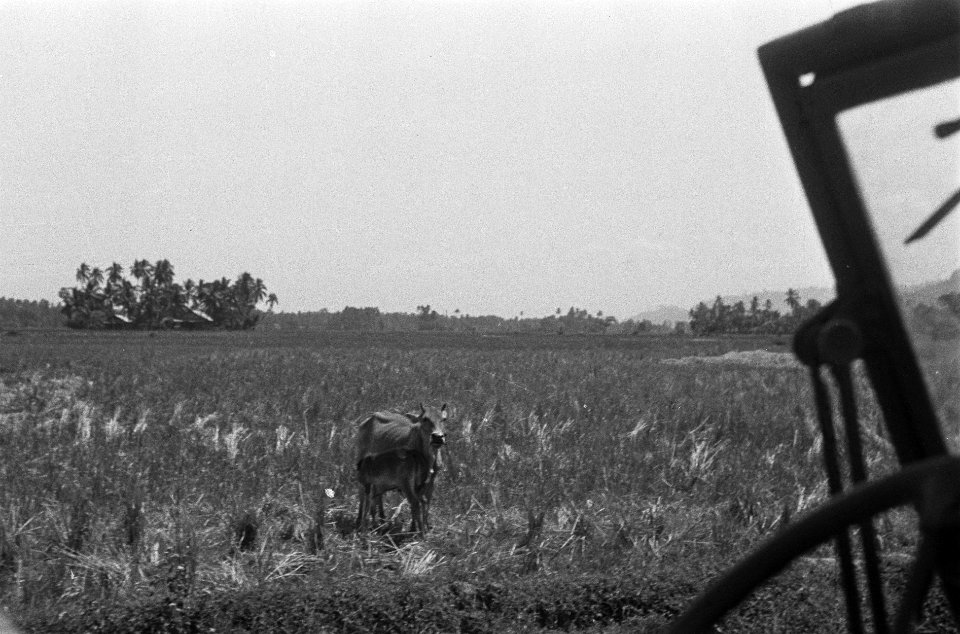 Een jonge buffel in het veld, Bestanddeelnr 1636