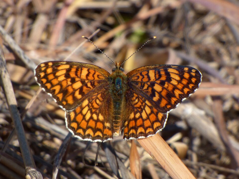 Damero knapweed melitaea phoebe orange butterfly