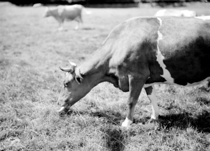 Een Friese roodbont koe in de wei, Bestanddeelnr 255-8818