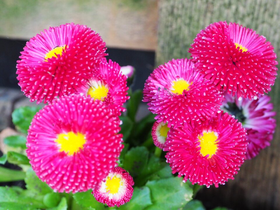 Bloom flower close up