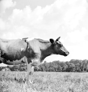 Een Friese roodbont koe in de wei, Bestanddeelnr 255-8817