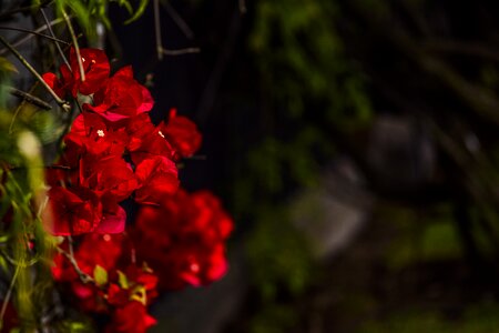 Red cluster green