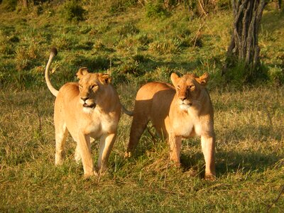 Lioness predator wildcat