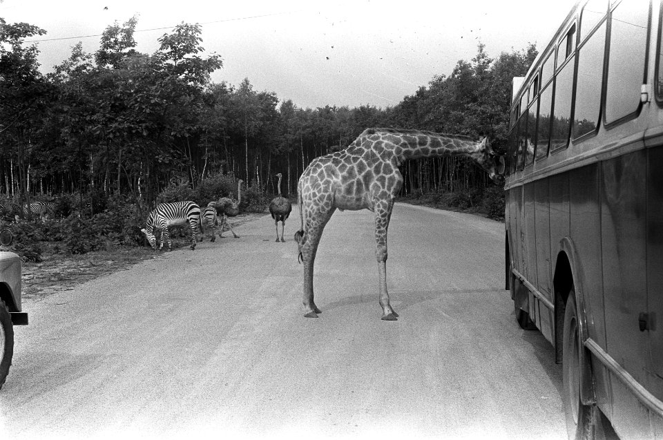 Een giraffe kijkt naar een bus, Bestanddeelnr 922-6423