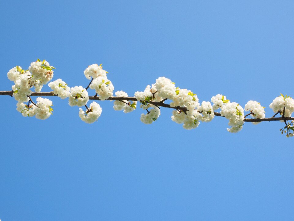 Spring blossom bloom