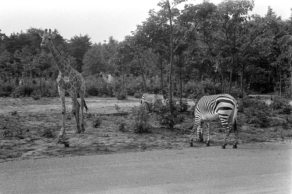 Een giraffe en een zebra, Bestanddeelnr 922-6426