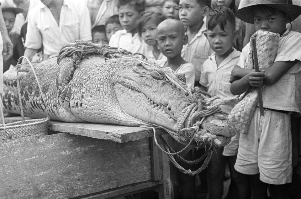Een gevangen krokodil Om het dier heen staan veel kinderen, Bestanddeelnr 132-6-5
