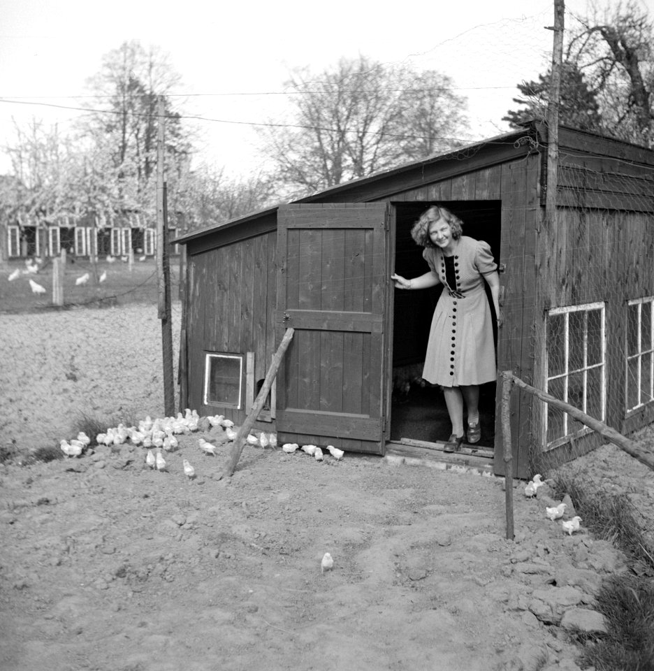 Een jonge vrouw bij de kippenschuur, Bestanddeelnr 252-1946