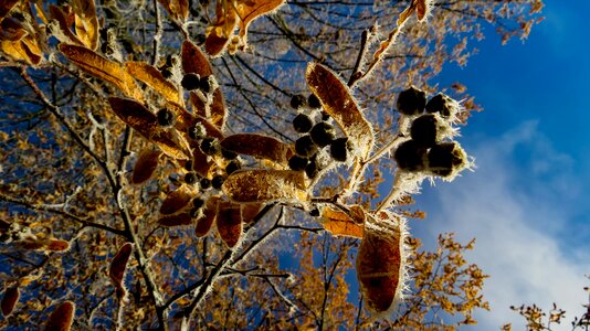 Nature fall foliage colorful