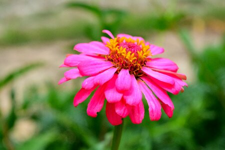 Orange according to the season flowers