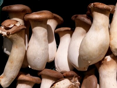 Forest mushroom picking nature photo