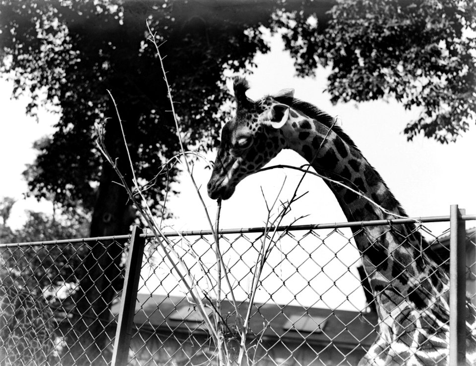 Een giraffe, Bestanddeelnr 252-1424