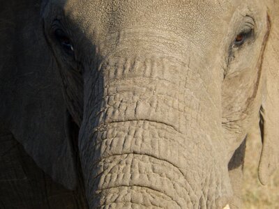 Animal portrait close up africa