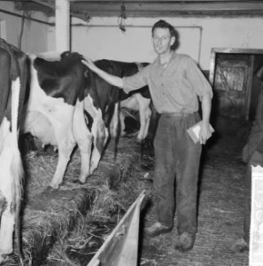 Een boer bij zijn vee, Bestanddeelnr 915-8911
