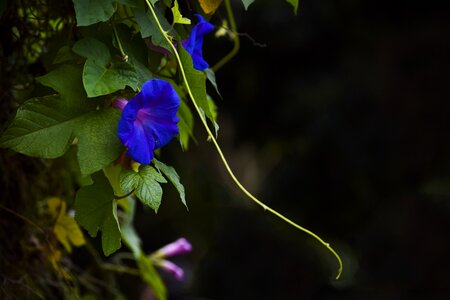 Purple violet green